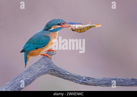 Common kingfisher (Alcedo atthis) Indicator of clean watercourses, mating feeding, female with perch as prey, fishing, hunting, Flying Gemstone Stock Photo