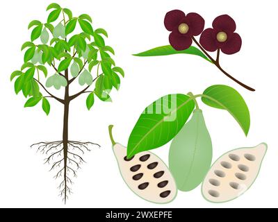 An illustration showing parts of asimina triloba the pawpaw plant on a white background. Stock Vector