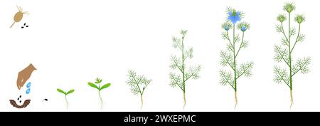 Cycle of growth of nigella damask plant isolated on a white background. Stock Vector