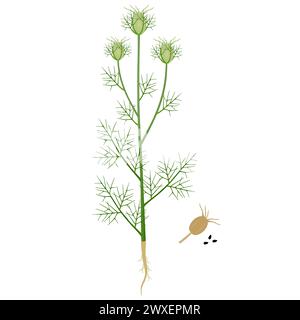 Nigella damask plant with fruits on a white background. Stock Vector