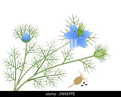 Nigella damask flowers with fruits and seeds on a white background. Stock Vector