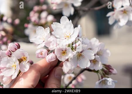 close up of woman's hand holding sakura branch with blossoms Stock Photo
