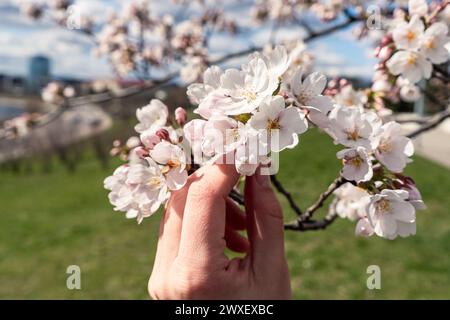 close up of woman's hand holding sakura branch with blossoms Stock Photo