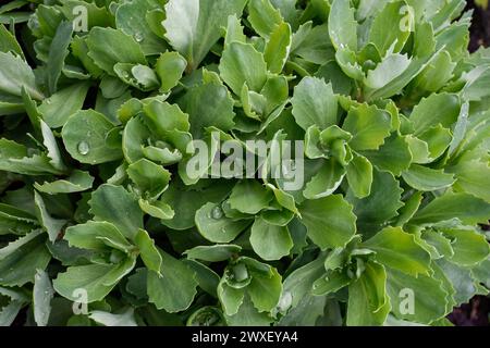 Overhead view of green succulent plants filling the frame in close up detail with water droplets on leaves Stock Photo