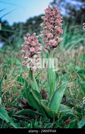 Milky orchid (Neotinea lactea), Orchidaceae. perennial herb. Wild european orchid. Rare plant. Tuscany, Italy. Stock Photo