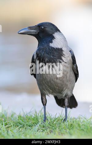 hooded crow on green lawn (Corvus corone cornix) Stock Photo