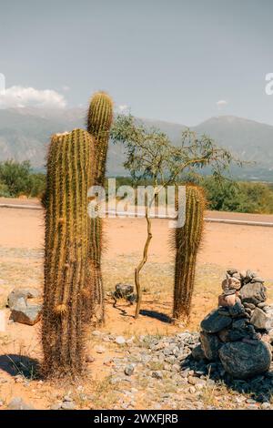 Cuctus Forest Quebrada Argentina. High quality photo Stock Photo