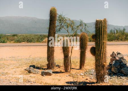 Cuctus Forest Quebrada Argentina. High quality photo Stock Photo