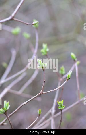 thin branches adorned with small green buds against light blurred background. vertical spring background. concepts: spring awakening, early spring, nature's renewal, green buds, lilac in March. Stock Photo
