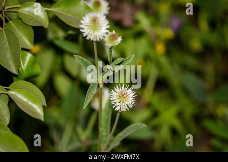 White flowers and green leaves of a mountain clover plant (Trifolium montanum) Stock Photo