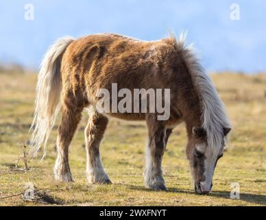 Pony grazing in the field. Bay Area, California, USA. Stock Photo