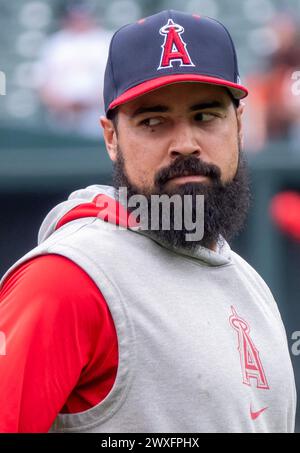 Los Angeles Angels' Anthony Rendon sits in the dugout during a baseball ...