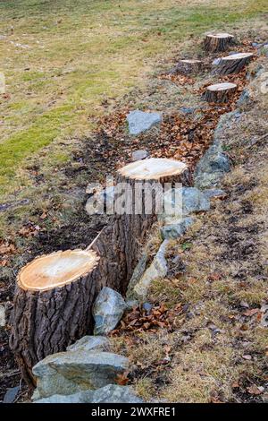 A row of fresh cut tree stumps project from dead grass and rocks. The trees were blown down by wind in a storm. Stock Photo