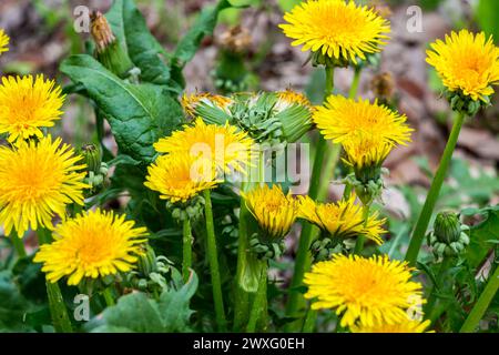 Abnormal development of common dandelion (Taraxacum officinale), three-headed inflorescence on a thick stalk Stock Photo