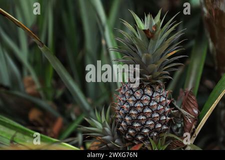 pineapples background blurred green nature fruit Pineapple tropical fruit growing in a farm Pineapple tropical fruit growing in garden. space for text Stock Photo