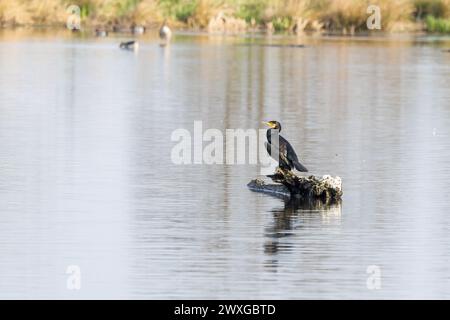 Cormorant, Phalacrocorax carbo, with spread wings resting on a tree stump in the shallow water of Willeskop Nature Reserve with colorful plumage in wa Stock Photo