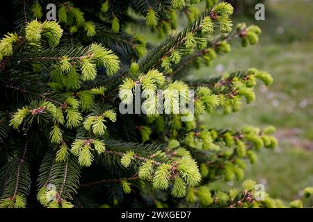 image of young needles on a coniferous tree Stock Photo