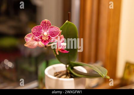 Close up view of a miniature pink phalaenopsis orchid houseplant on a kitchen window sill, with defocused background Stock Photo