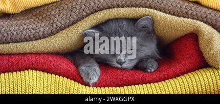 Cute cat lying under warm plaids Stock Photo