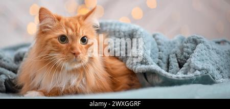 Cute cat lying under warm plaid at home Stock Photo