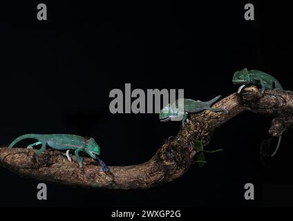 A closeup of veiled chameleons perched on a branch Stock Photo