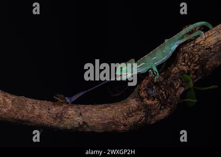 A closeup of a veiled chameleon perched on a branch Stock Photo