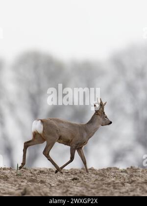 Roe deer , Capreolus capreolus walking , with regrowing antlers Stock Photo