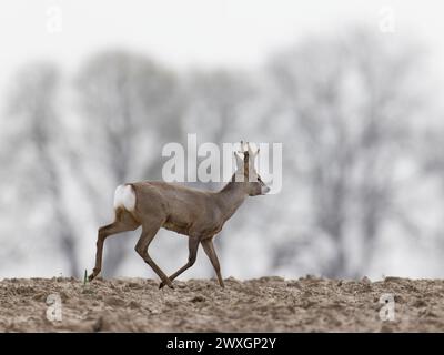 Roe deer , Capreolus capreolus walking , with regrowing antlers Stock Photo