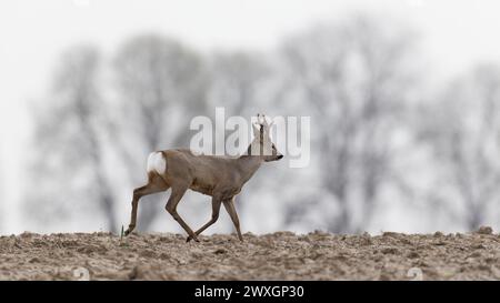 Roe deer , Capreolus capreolus walking , with regrowing antlers Stock Photo