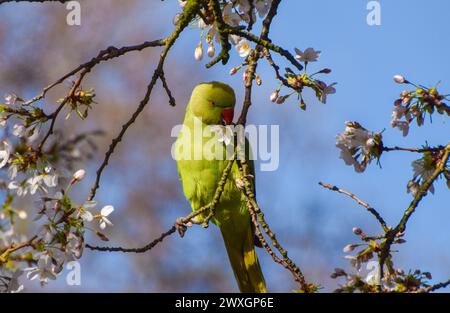 A ring-necked parakeet, also known as rose-ringed parakeet, munches on the flowers of a cherry blossom tree in UK. Credit: Vuk Valcic/Alamy Stock Photo