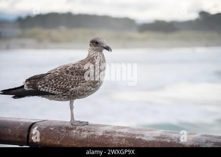 Curious brown and white seagull standing on a wooden railing posing, New Zealand. Stock Photo