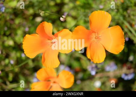 Yellow California Poppy Stock Photo