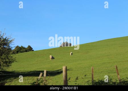 Two Sheep grazing on lush green grass in a hillside paddock in New Zealand Stock Photo