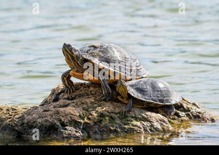 Yellow-bellied slider turtles on a rock near water Stock Photo