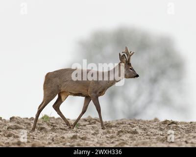 Roe deer , Capreolus capreolus walking , with regrowing antlers Stock Photo