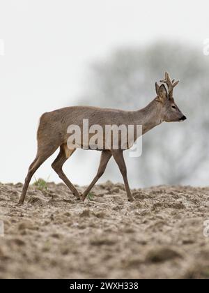 Roe deer , Capreolus capreolus walking , with regrowing antlers Stock Photo