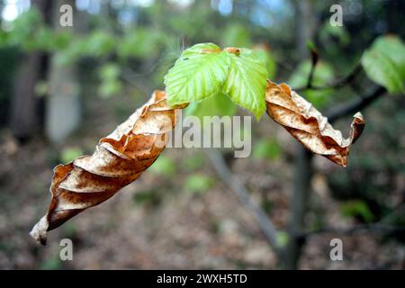 Buchenaustrieb *** Beech sprouting Stock Photo
