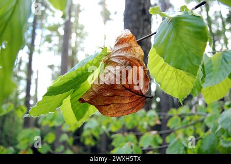 Blattaustrieb im Frühling Buchenaustrieb Blattaustrieb *** Leaf emergence in spring Beech emergence Leaf emergence Stock Photo