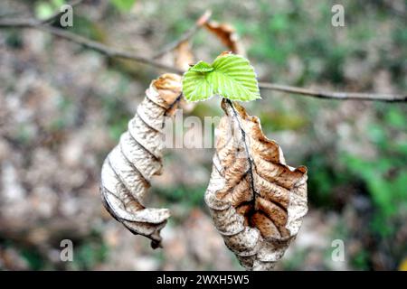 Blattaustrieb im Frühling Buchenaustrieb Blattaustrieb Buchen *** Leaf budding in spring Beech leaf budding Beech leaf budding Stock Photo