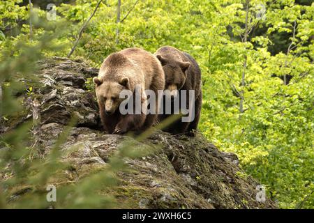 Bär im Frühjahr Braunbär Braunbär im Frühjahr *** Bear in spring Brown bear Brown bear in spring Stock Photo