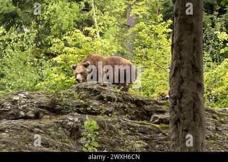 Bär im Frühjahr Braunbär Braunbär im Frühjahr *** Bear in spring Brown bear Brown bear in spring Stock Photo