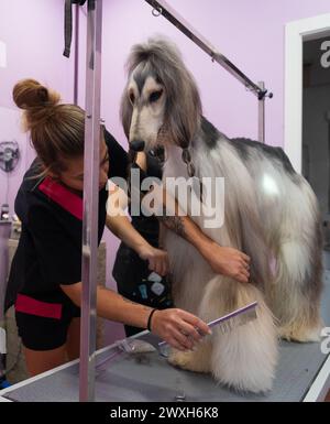 Woman cutting the hair of an Afghan greyhound dog at a dog groomer Stock Photo