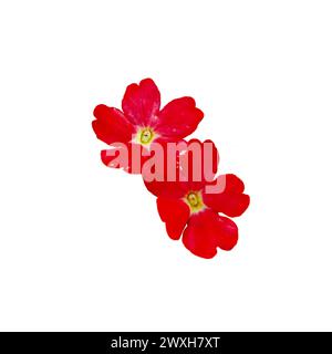 A close-up of vibrant red flowers with five petals each, isolated on a white background, exuding a fresh and lively mood. Stock Photo