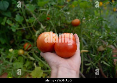 Organic tomatoes freshly picked from the garden in a woman's hand Stock Photo