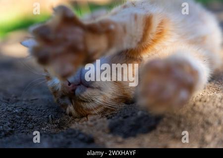 Orange tabby cat lying stretching Stock Photo