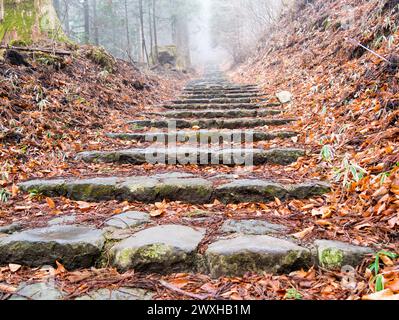 A staircase in a forest covered with fallen autumn leaves Stock Photo