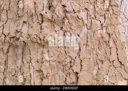 Close Up Bark Of A Platanus Hispanica Tree At Amsterdam The Netherlands 15-5-2021 Stock Photo