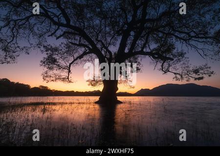 Calm lake with tree surrounded by water at dawn. Kandalama reservoir at beautiful sunrise, Sri Lanka. Stock Photo