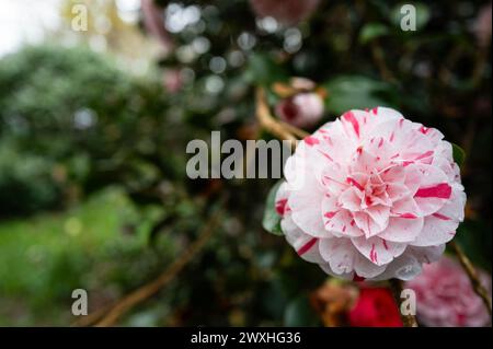 Trewidden Gardens Penzance White Daisy Dimorphotheca Stock Photo