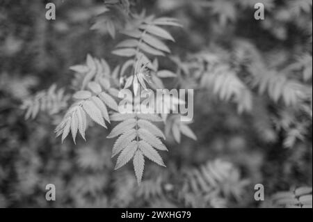 Trewidden Gardens Penzance White Daisy Dimorphotheca Stock Photo